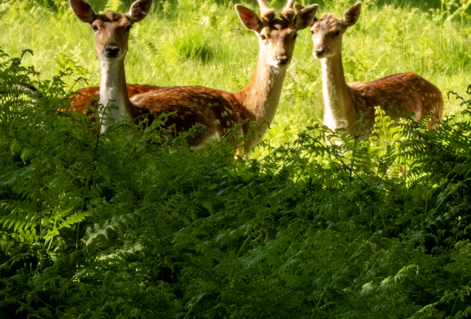 Richmond named happiest place to live in London - Antony Roberts